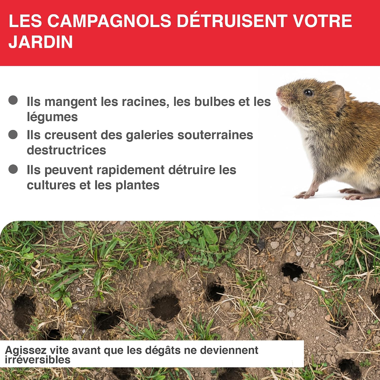 Detalle de SWISSINNO Piège à campagnols Pro SuperCat – Piège efficace pour rats des champs et campagnols (2 pièces)