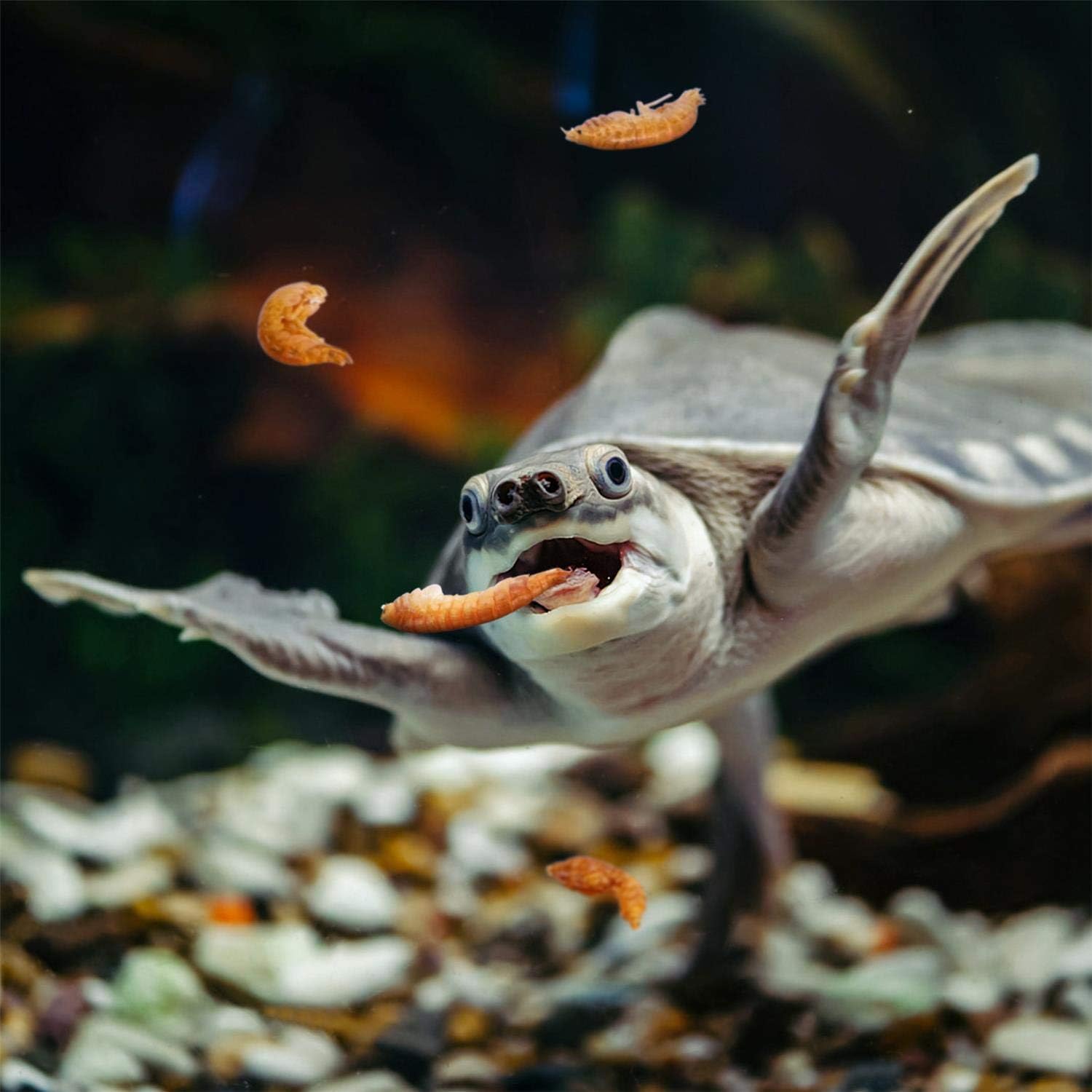 Detalle 1 de Nobleza Nobleza Crevettes Tortue – nourriture pour tortue d’eau aux crevettes, 80 g / 750 ml